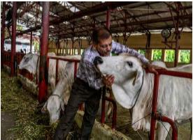 인도, 젖소의 고온 스트레스 경감 위한 대책 마련 나서