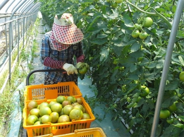 ◇농민이 제철을 맞아 토마토를 출하하기 위해 열매를 수확하고 있다.