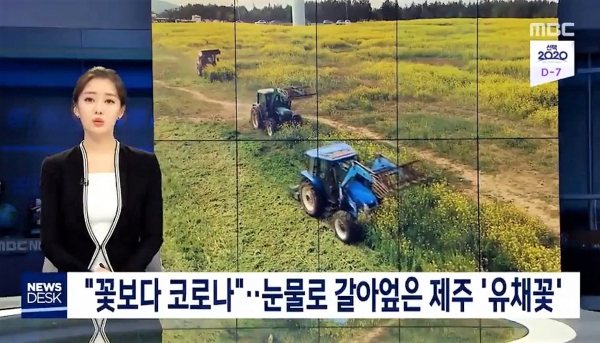 코로나19로 인해 춘래불사춘(春來不似春)의 지난봄, 상춘객들의 발길이 이어지자 유채꽃밭은 곧 갈아엎어졌다. (출처_mbc 뉴스데스크 화면캡처)<br>