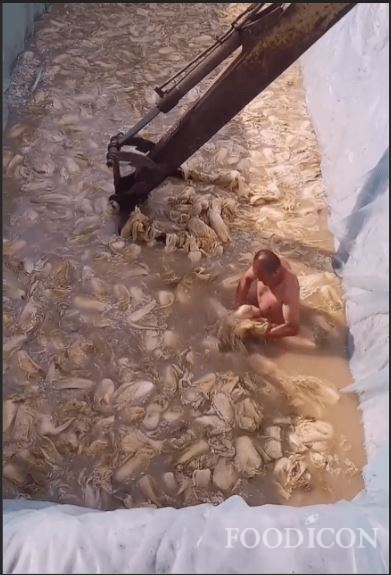 중국에서 한 남성이 흙탕물 구덩이에서 알몸과 녹슨 굴삭기로 김치용 절임배추 만드는 과정 영상 캡처