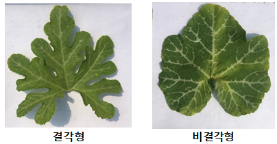 <br>동양계 호박의 결각형·비결각형 잎 비교.<br>​​​​​​​잎 가장자리가 깊게 갈라진 결각형은 잎 사이 겹침과 그늘 줄이고 통풍에 유리해 밀식 재배용 품종 개발에 활용 가치가 크다.<br><br><br> 동양계 호박의 결각형·비결각형 잎 비교. <br>​​​​​​​잎 가장자리가 깊게 갈라진 결각형은 잎 사이 겹침과 그늘을 줄이고 통풍에 유리해 밀식 재배용 품종 개발에 활용 가치가 크다.<br>
