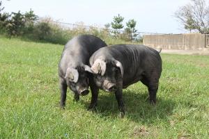 [농진청-돼지이야기]②품종-돼지, 올해도 ‘우리 돼지’들의 활약이 기대 ‘돼지’?