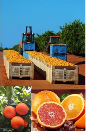'호주산 오렌지' 수입량 계절관세 철폐로 2배 이상 증가