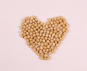 콩 ‘이소플라본’ 비알콜성 지방간 위험 낮춰