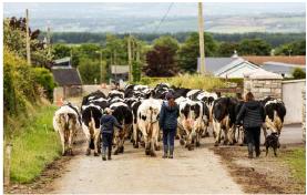 아일랜드 소비자 72% “낙농 지속가능성 향상시 높은 가격 지불 의향”