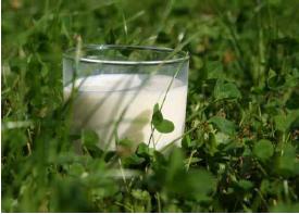 “식물성 대체우유, 우유대비 단백질 함량 낮아”