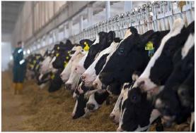 中-뉴질랜드, 젖소 질병 예방·관리 위한 협력 논의