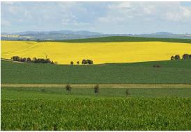 호주, 낙농업·농지 줄고 카놀라·밀 생산 늘어