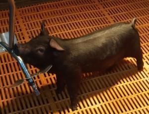 몸속에서 유전자 가위 발현하는 돼지 개발