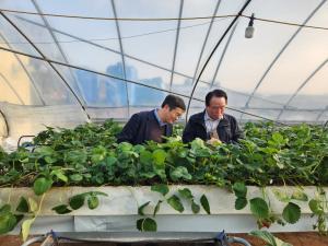농진청, 충남 논산 수출용 딸기 생산 현장 방문