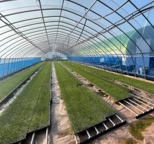 농진청, 양파 재배 기계화 확산 위한 내재해형 육묘온실 개발‧보급