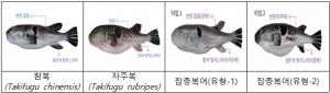 [올바른식생활] “점무늬·지느러미 색깔 꼭 확인하세요”…식약처, 잡종 복어 주의보