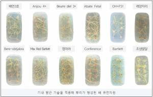 배 대목 뿌리내림 3개월→4주…국산 묘목 대량생산 길 열어
