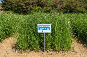 국산 이탈리안 라이그라스, 농가 현장서 생산성 확인