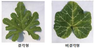 두 달 기다리던 호박 잎 선발, 모종 단계에서 판별
