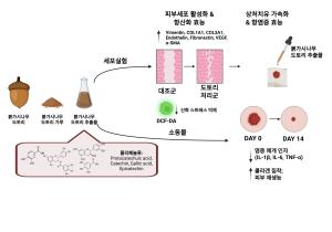 붉가시나무 도토리 껍질, 피부재생 2배 ·상처 회복 3배 효과 확인